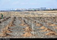 مجازات تکمیلی کاشت هزار اصله نهال در شهرستان خواف